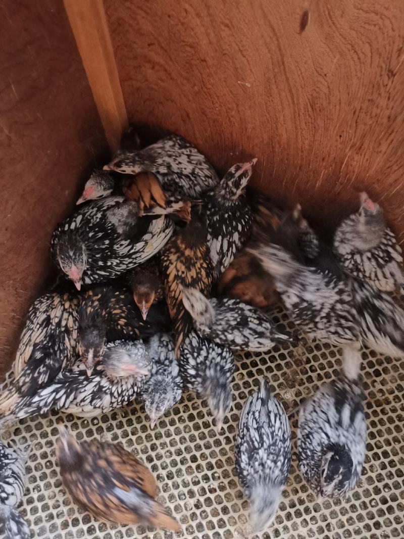 波兰观赏鸡脱温鸡苗黑白花波兰鸡苗红波兰鸡苗细花纹波兰鸡