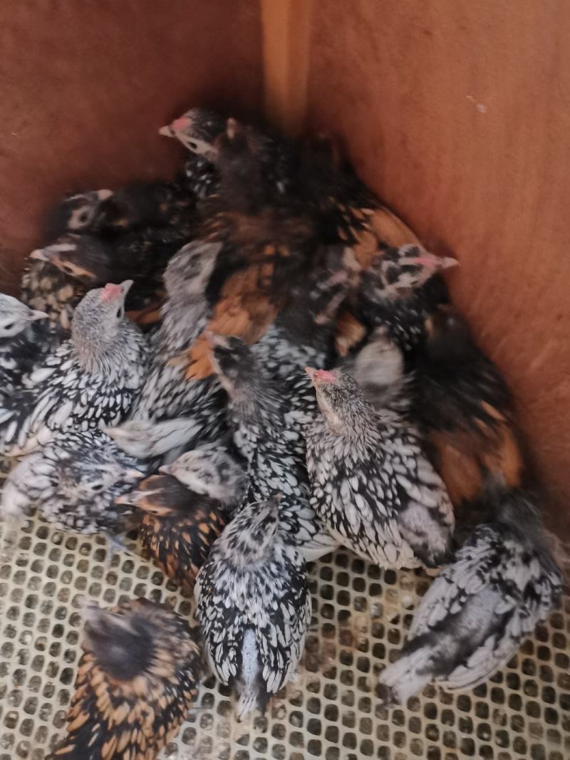 波兰观赏鸡脱温鸡苗黑白花波兰鸡苗红波兰鸡苗细花纹波兰鸡