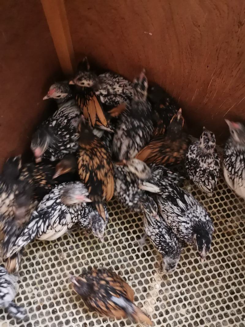 波兰观赏鸡脱温鸡苗黑白花波兰鸡苗红波兰鸡苗细花纹波兰鸡