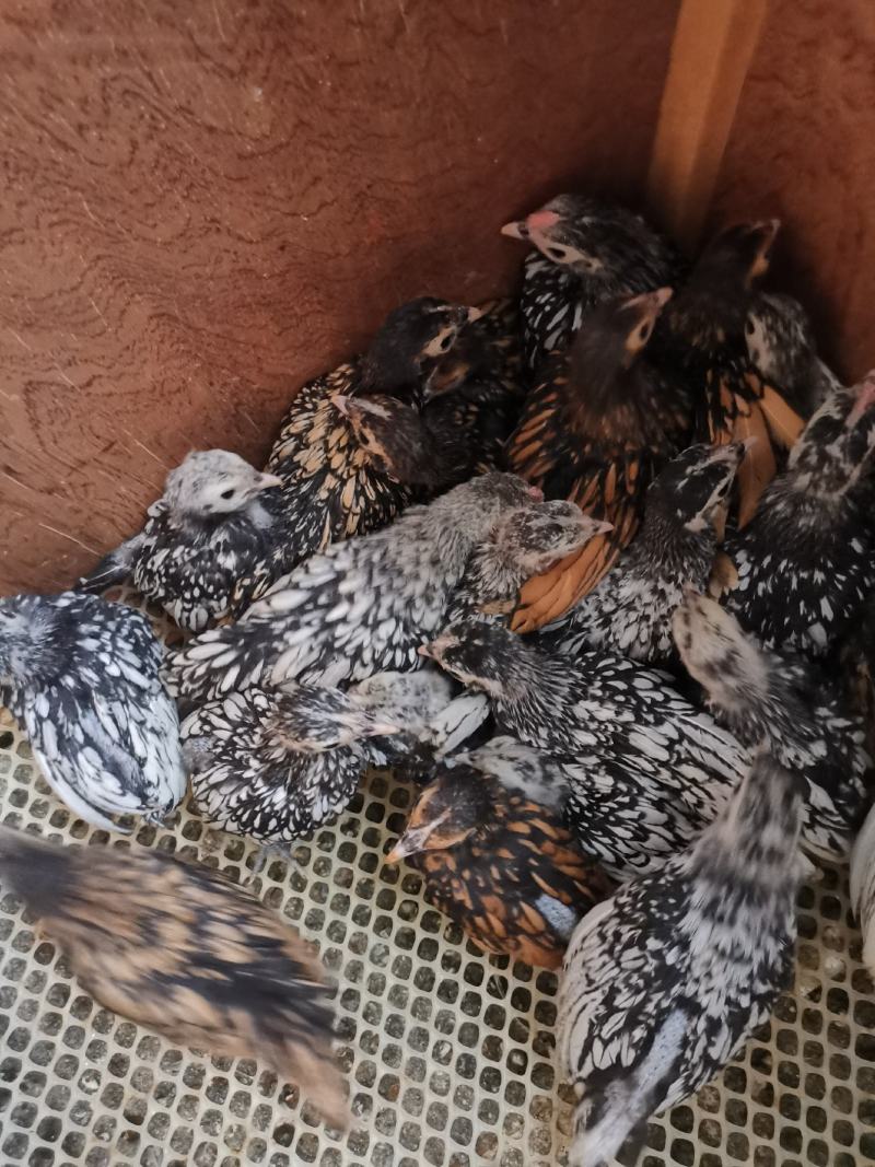 波兰观赏鸡脱温鸡苗黑白花波兰鸡苗红波兰鸡苗细花纹波兰鸡