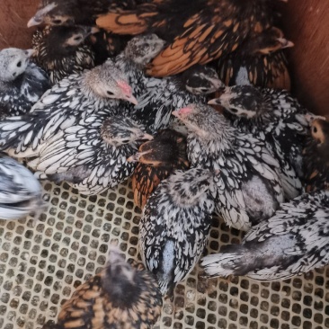 波兰观赏鸡脱温鸡苗黑白花波兰鸡苗红波兰鸡苗细花纹波兰鸡