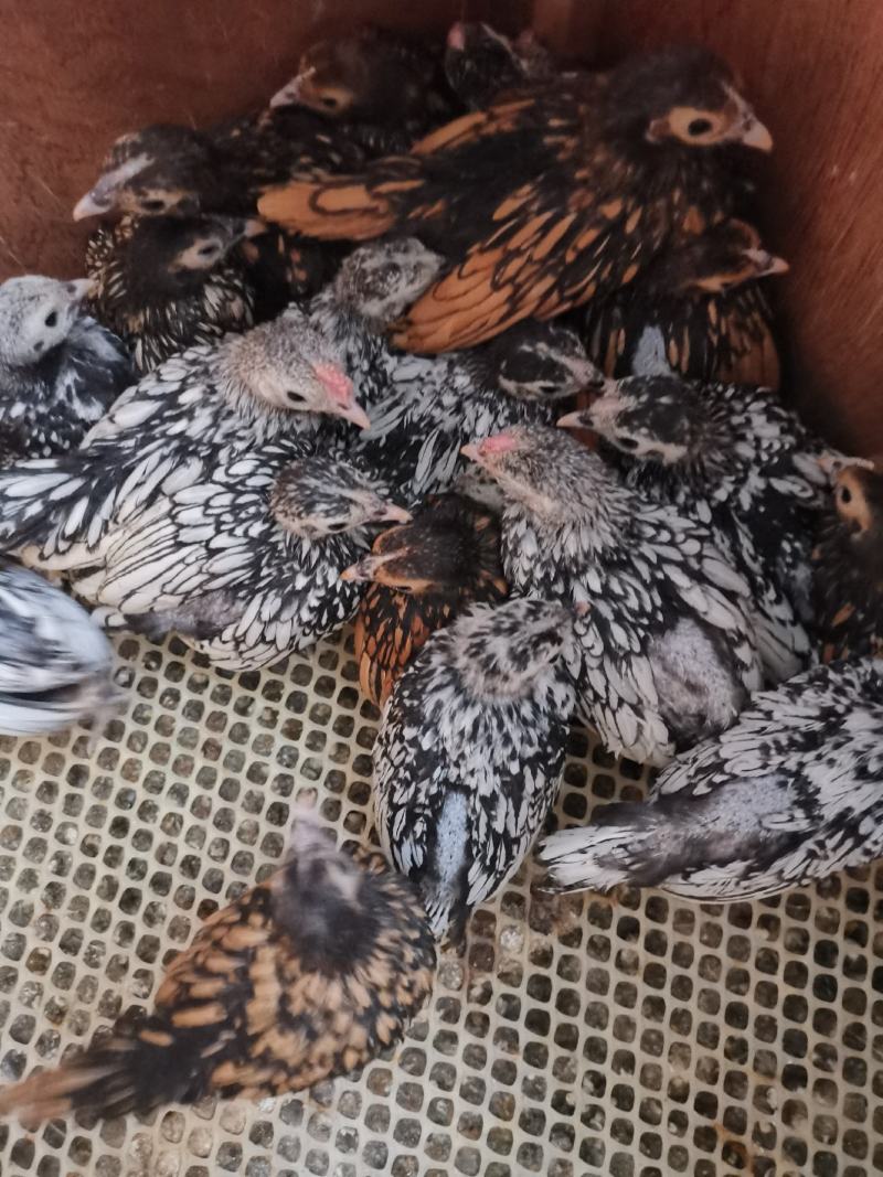 波兰观赏鸡脱温鸡苗黑白花波兰鸡苗红波兰鸡苗细花纹波兰鸡