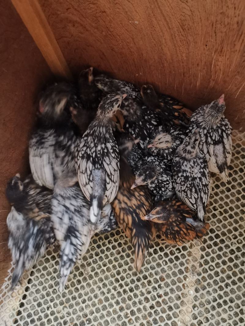 波兰观赏鸡脱温鸡苗黑白花波兰鸡苗红波兰鸡苗细花纹波兰鸡