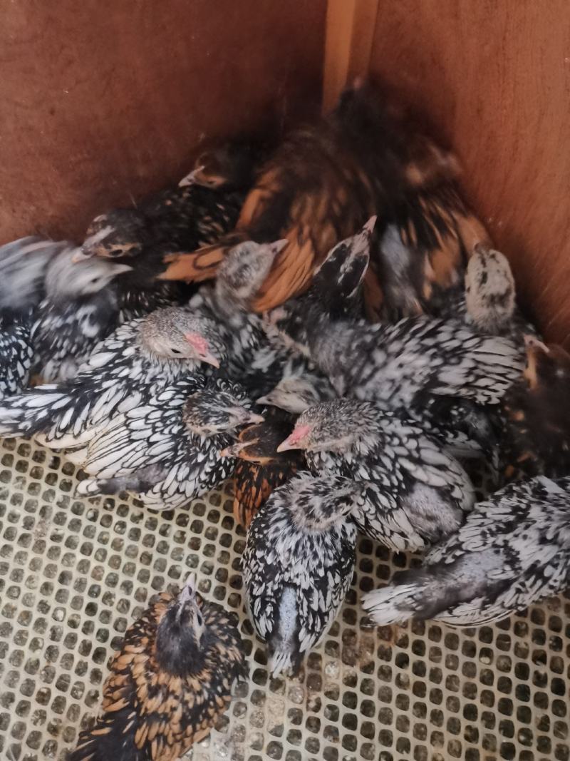波兰观赏鸡脱温鸡苗黑白花波兰鸡苗红波兰鸡苗细花纹波兰鸡