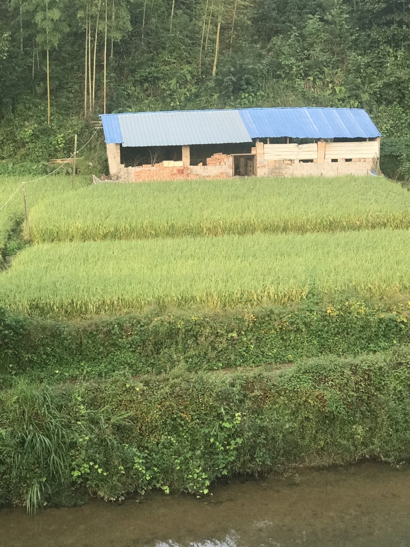糯米，华东三明糯米黏