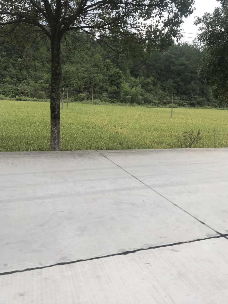 糯米，华东三明糯米黏