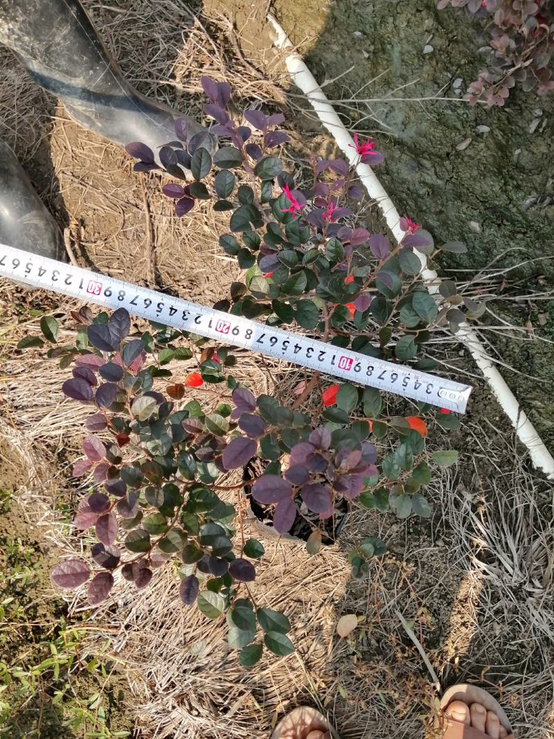 红继木杯苗红继木球形大杯苗红继木扦插苗