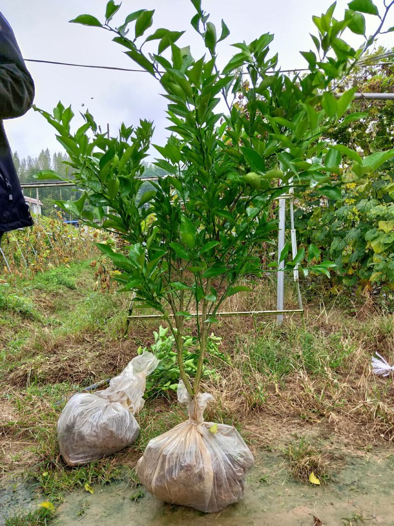新苗莆，两年大雅精品苗