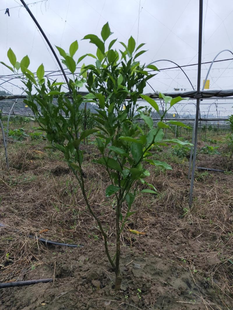 新苗莆，两年大雅精品苗