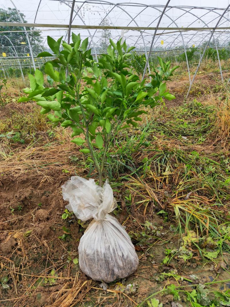 新苗莆，两年大雅精品苗
