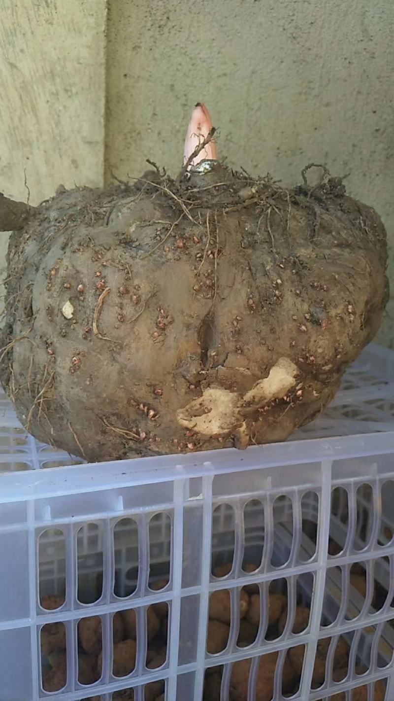 凉山会理魔芋，大量上巿。水份低，出粉高，有事来电电。