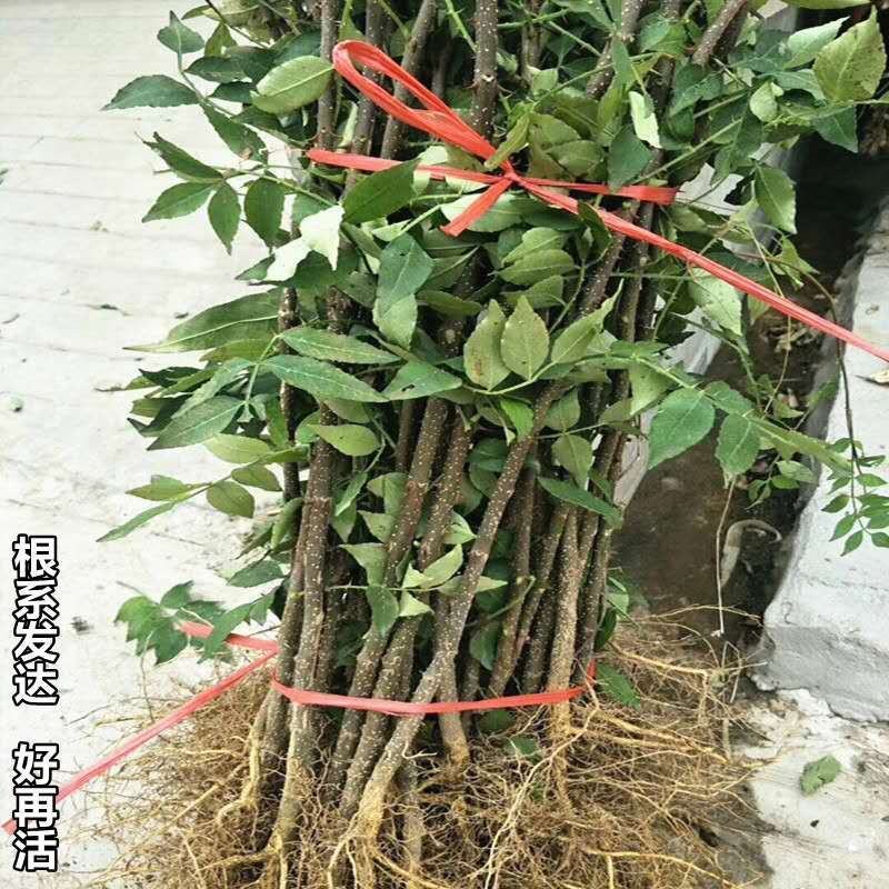 大红袍花椒树苗藤椒苗南北方种植盆栽地栽苗