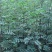 大红袍花椒树苗藤椒苗南北方种植盆栽地栽苗