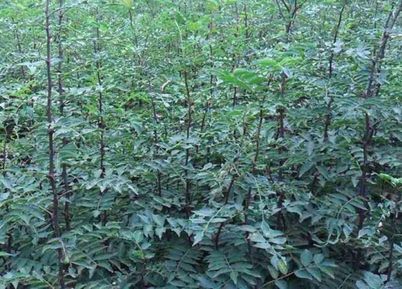 大红袍花椒树苗藤椒苗南北方种植盆栽地栽苗