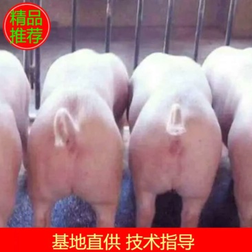 猪场出售，三元仔猪育肥猪苗，猪场抓猪包防疫，包成活包运输