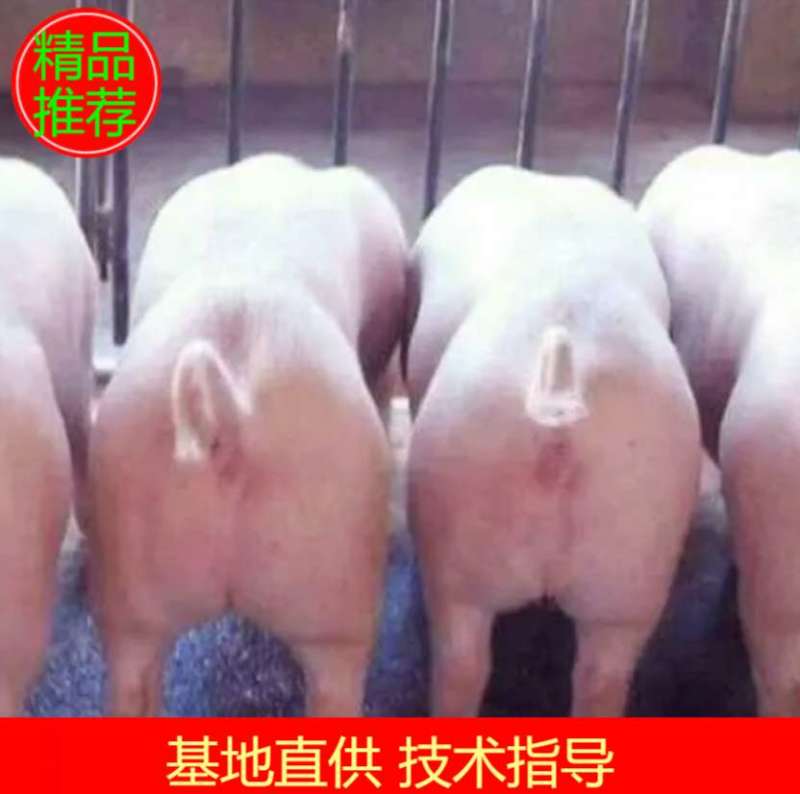猪场出售，三元仔猪育肥猪苗，猪场抓猪包防疫，包成活包运输