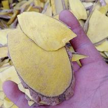 十大功劳木刺黄莲味苦，大量批发一手货源，切片约0.2cm