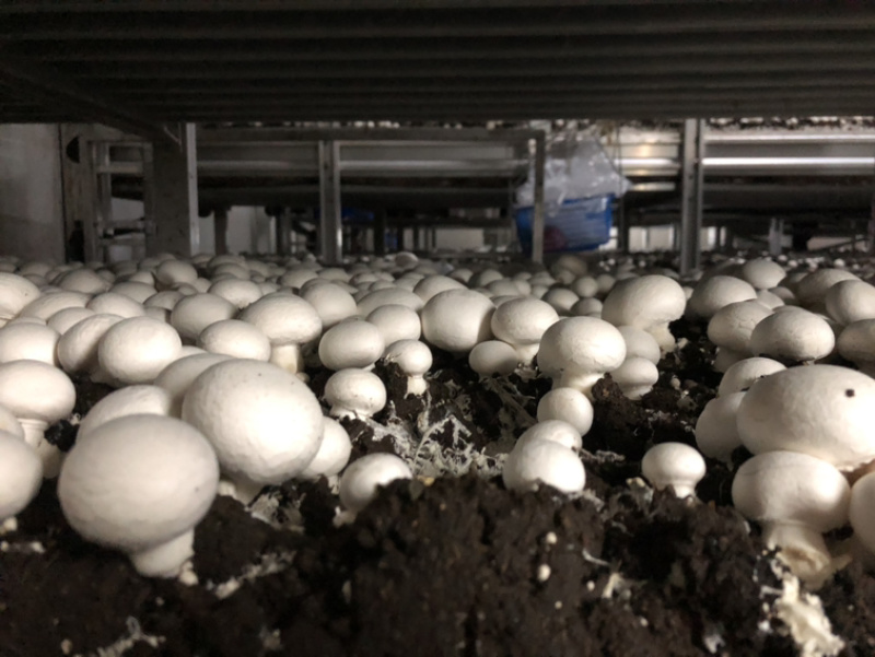 口蘑产地直销，质量稳定价格公道