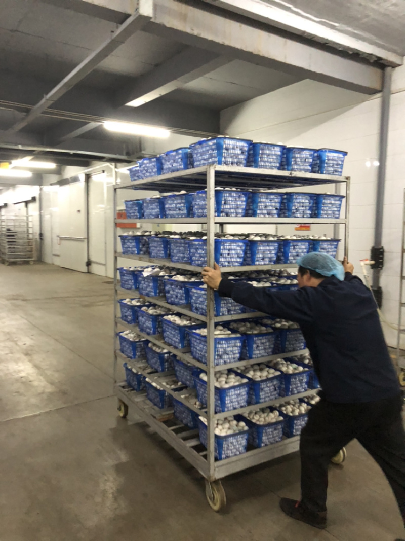 口蘑产地直销，质量稳定价格公道