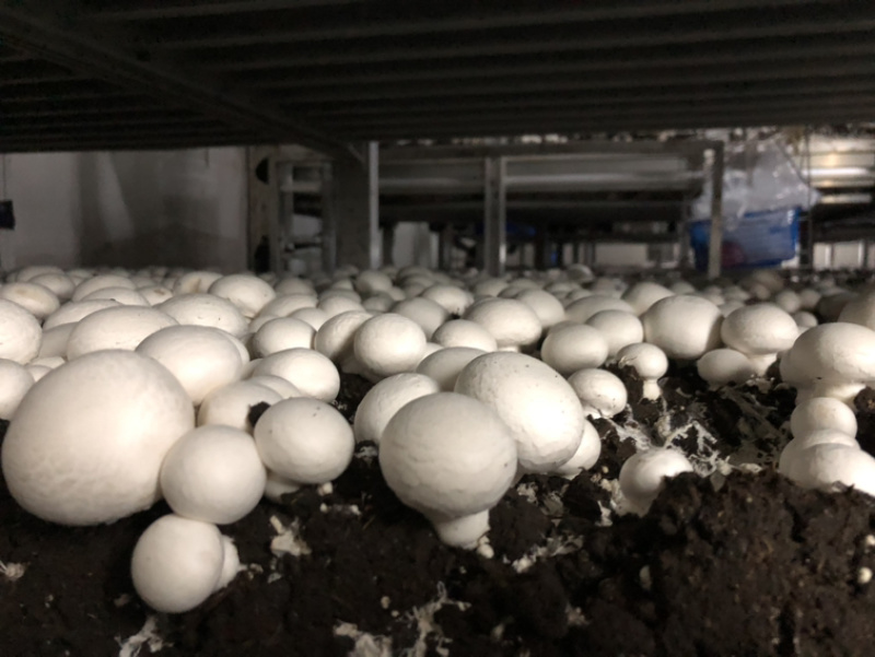 口蘑产地直销，质量稳定价格公道