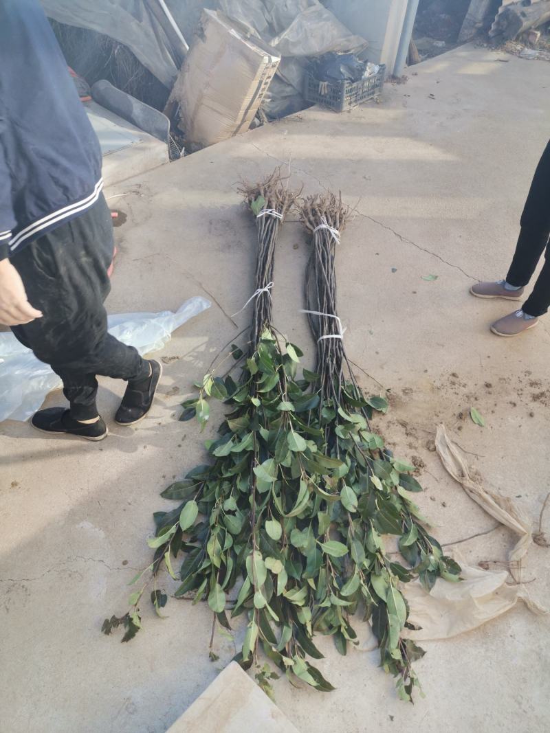 苹果梨树苗，保品种，成活率高，包技术指导，签合同
