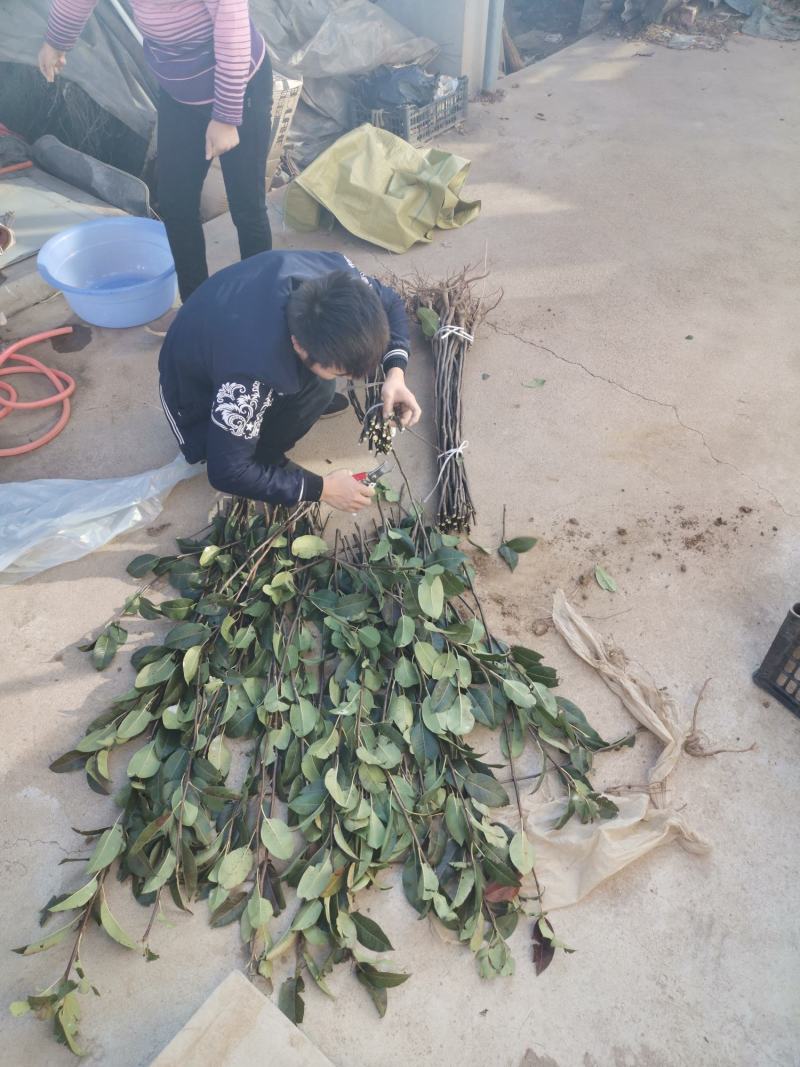 苹果梨树苗，保品种，成活率高，包技术指导，签合同