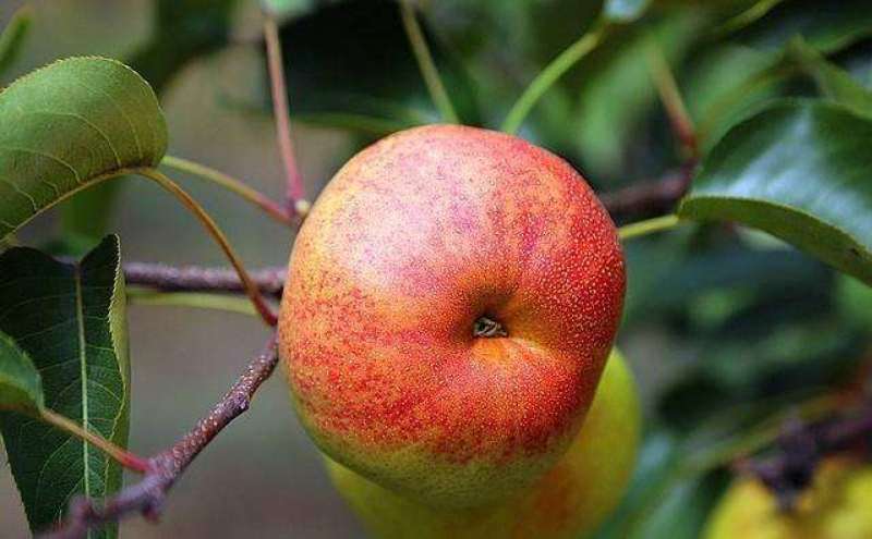 苹果梨树苗，保品种，成活率高，包技术指导，签合同