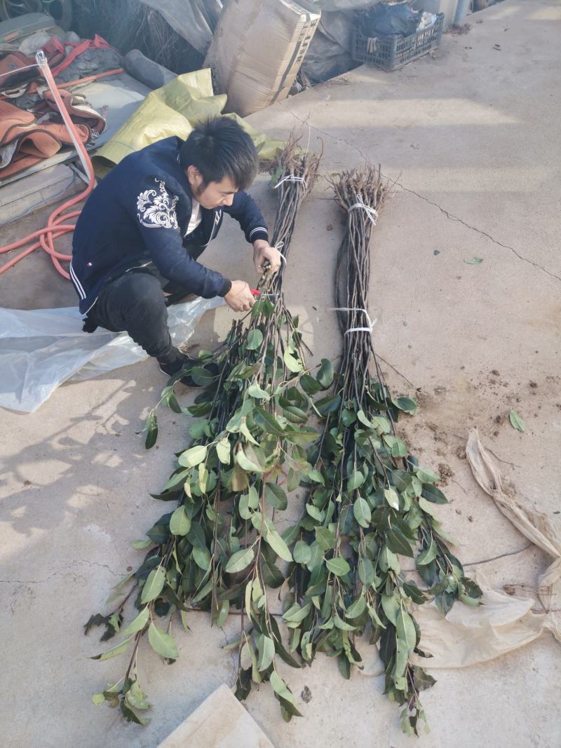 苹果梨树苗，保品种，成活率高，包技术指导，签合同