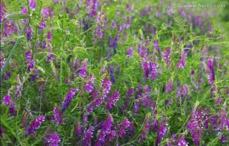 光叶紫花苕绿肥牧草种子牧草种种子保证芽率