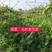 光叶紫花苕绿肥牧草种子牧草种种子保证芽率