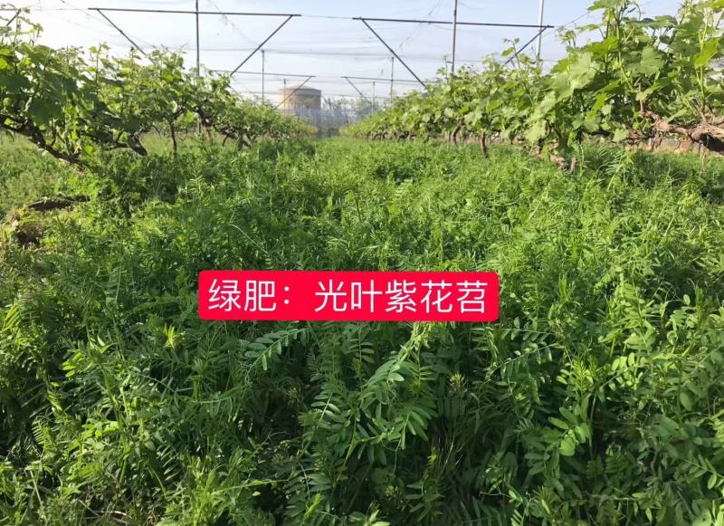 光叶紫花苕绿肥牧草种子牧草种种子保证芽率