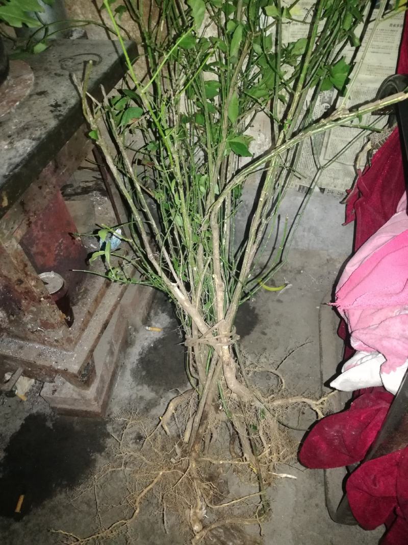 鬼箭羽苗野生鬼见愁苗卫矛1000棵起花卉观赏苗木根艺盆景