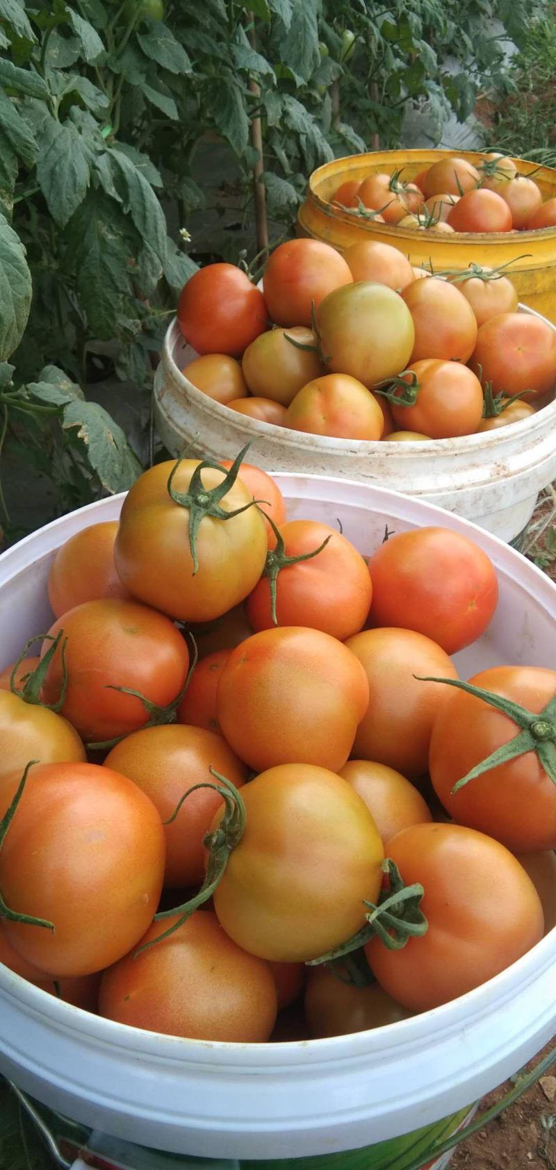 大红西红柿，石头番茄！硬粉！产地一手货源！货源充足！