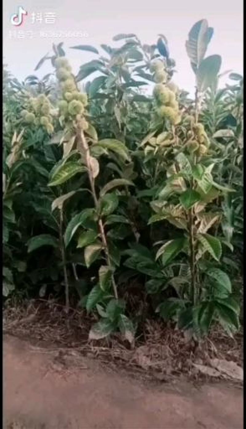 泰山大红袍板栗苗价格华光板栗苗大栗子树