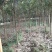 枇杷，枇杷树枇杷大树1--20公分基地自销