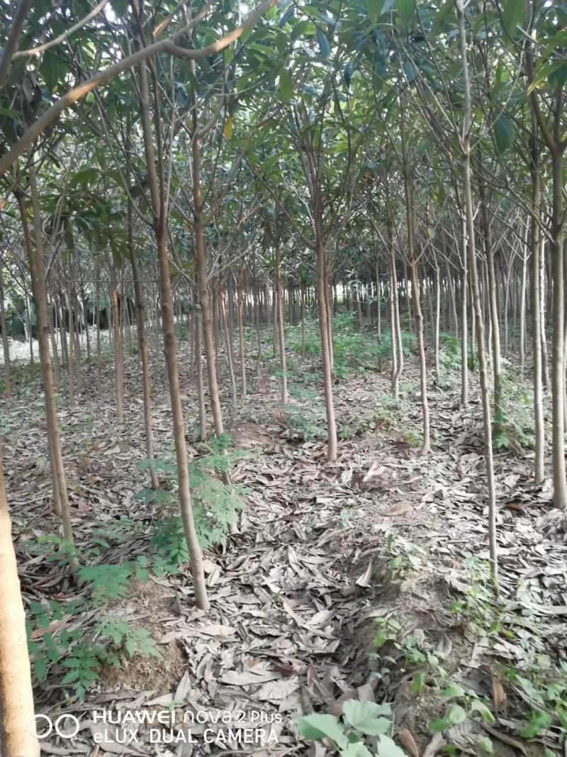 枇杷，枇杷树枇杷大树1--20公分基地自销