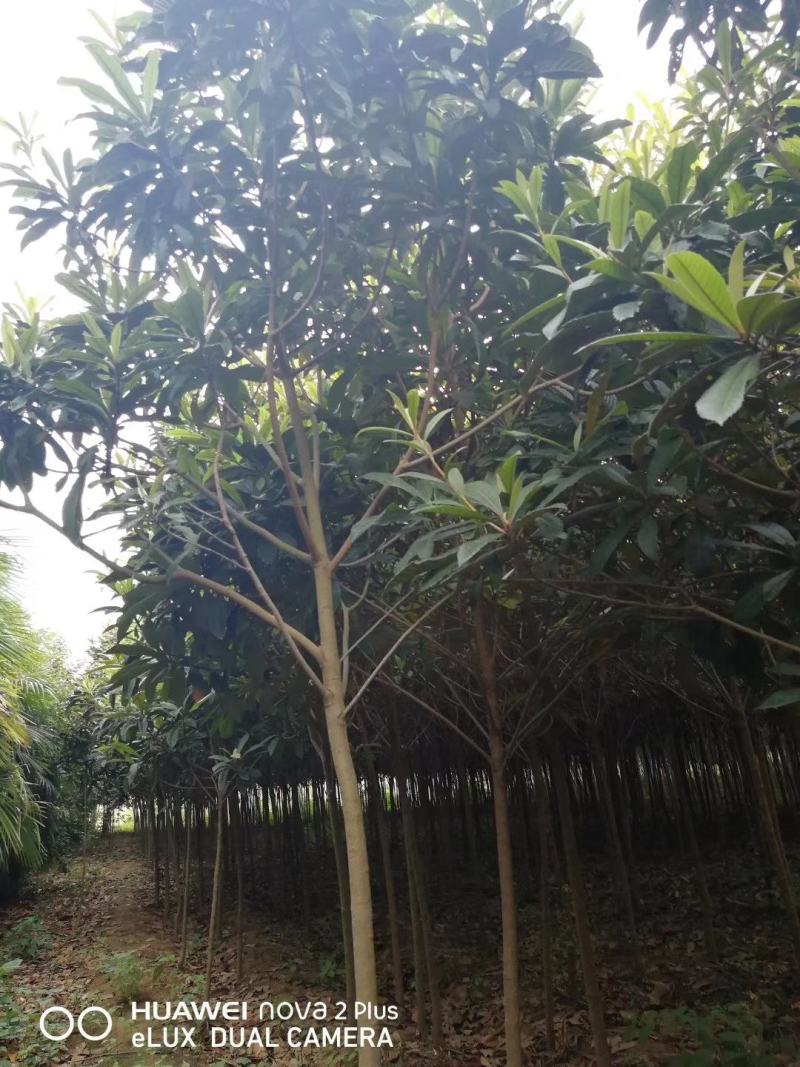 枇杷，枇杷树枇杷大树1--20公分基地自销