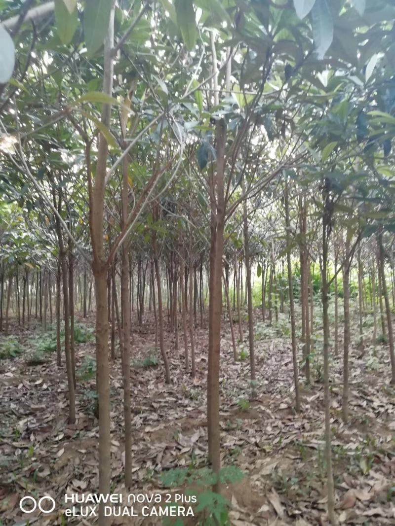 枇杷，枇杷树枇杷大树1--20公分基地自销
