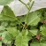 钦蜜9号黄金百香果苗芭乐味、蜂蜜味黄金百香果苗