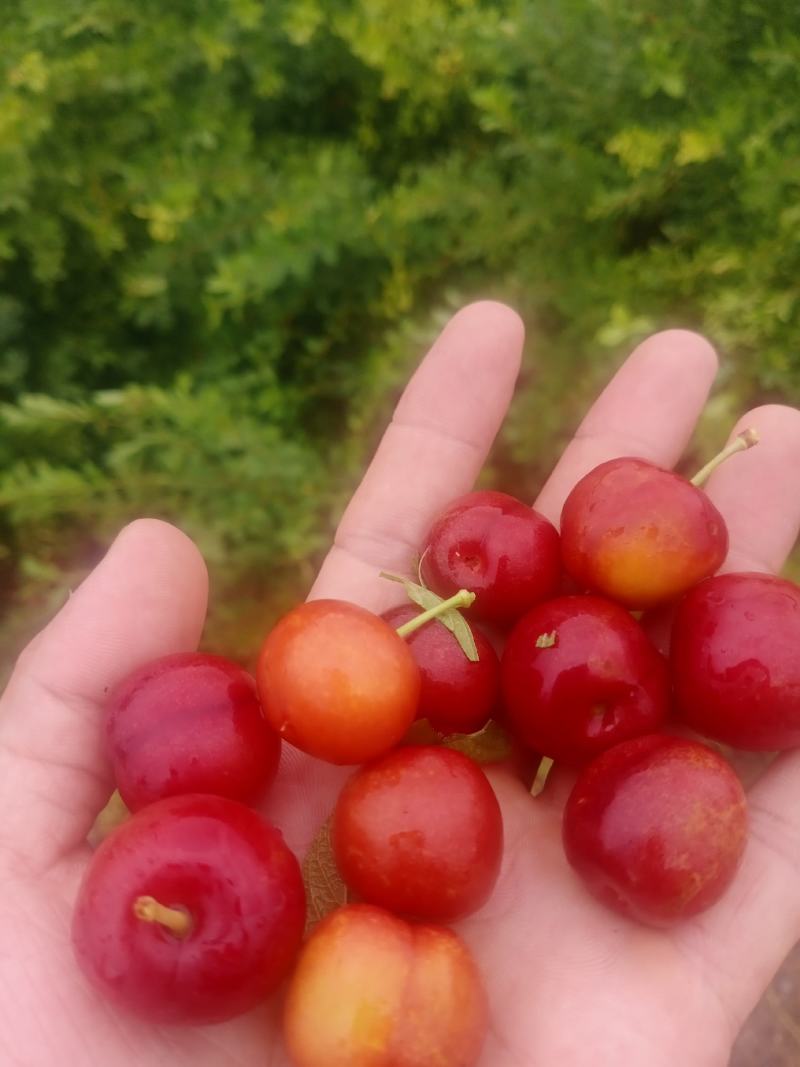 钙果苗-40°可安全过冬，山西农大钙果苗8/9号当年结果