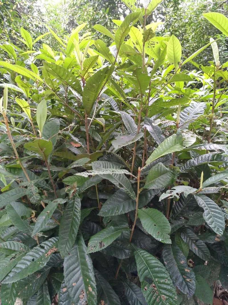 枇杷，枇杷树枇杷大树1--20公分基地自销