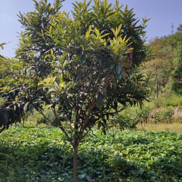 枇杷，枇杷树枇杷大树1--20公分基地自销