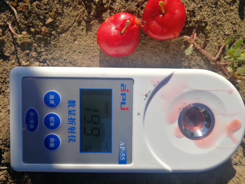 钙果苗-40°可安全过冬，山西农大钙果苗8/9号当年结果