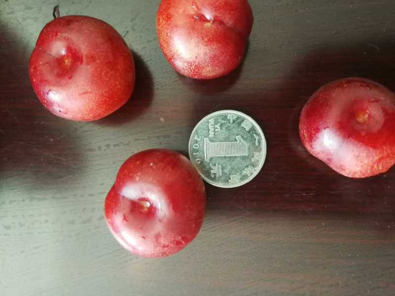 钙果苗-40°可安全过冬，山西农大钙果苗8/9号当年结果