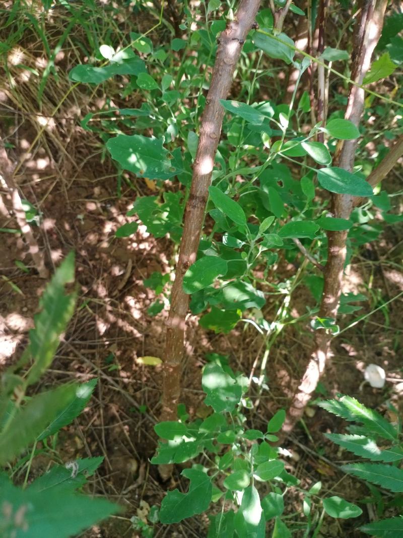 【精选文冠果苗】耐寒-35°适应性强，成活好根系发达