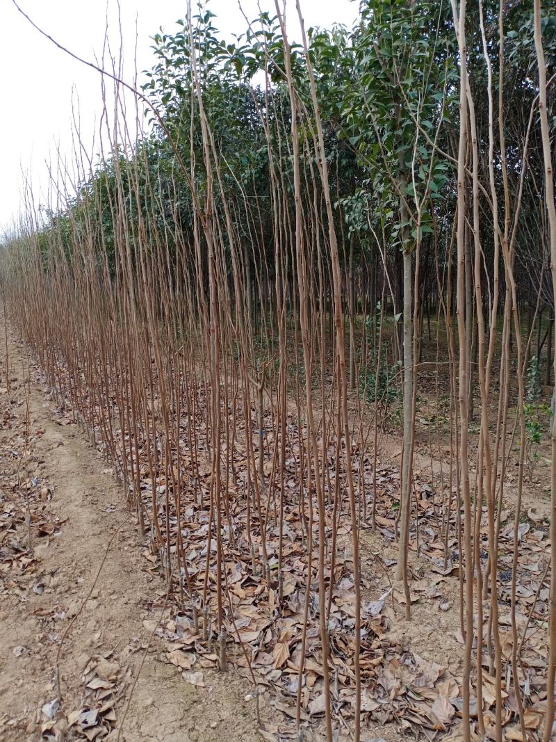 河南武陟大量出售柿子树苗，规格全，品种多，质量好，价格优