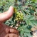 【有新货】嫁接新品种《无刺花椒苗》当年有花椒，量大优惠