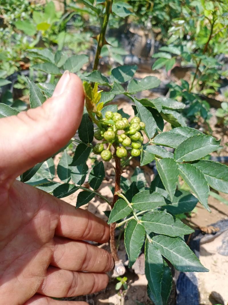 【有新货】嫁接新品种《无刺花椒苗》当年有花椒，量大优惠
