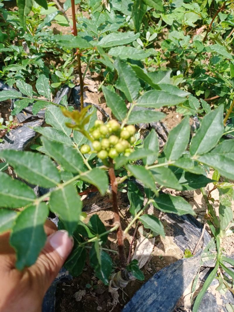 【有新货】嫁接新品种《无刺花椒苗》当年有花椒，量大优惠