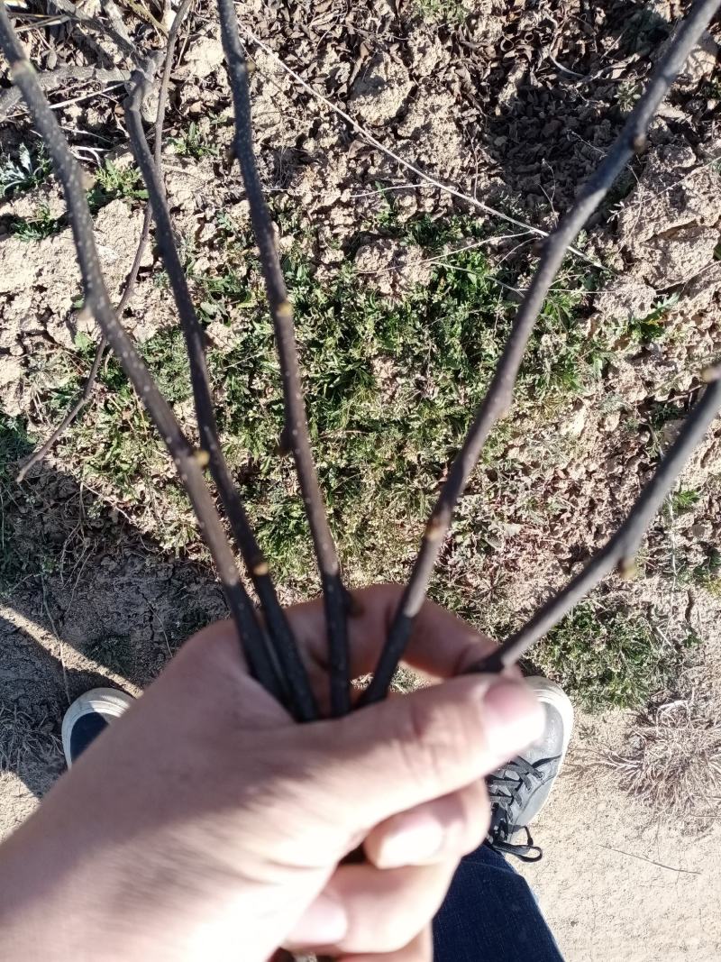 【有新货】嫁接新品种《无刺花椒苗》当年有花椒，量大优惠
